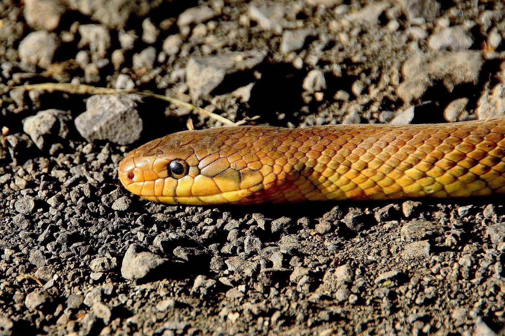 Snake smarts
